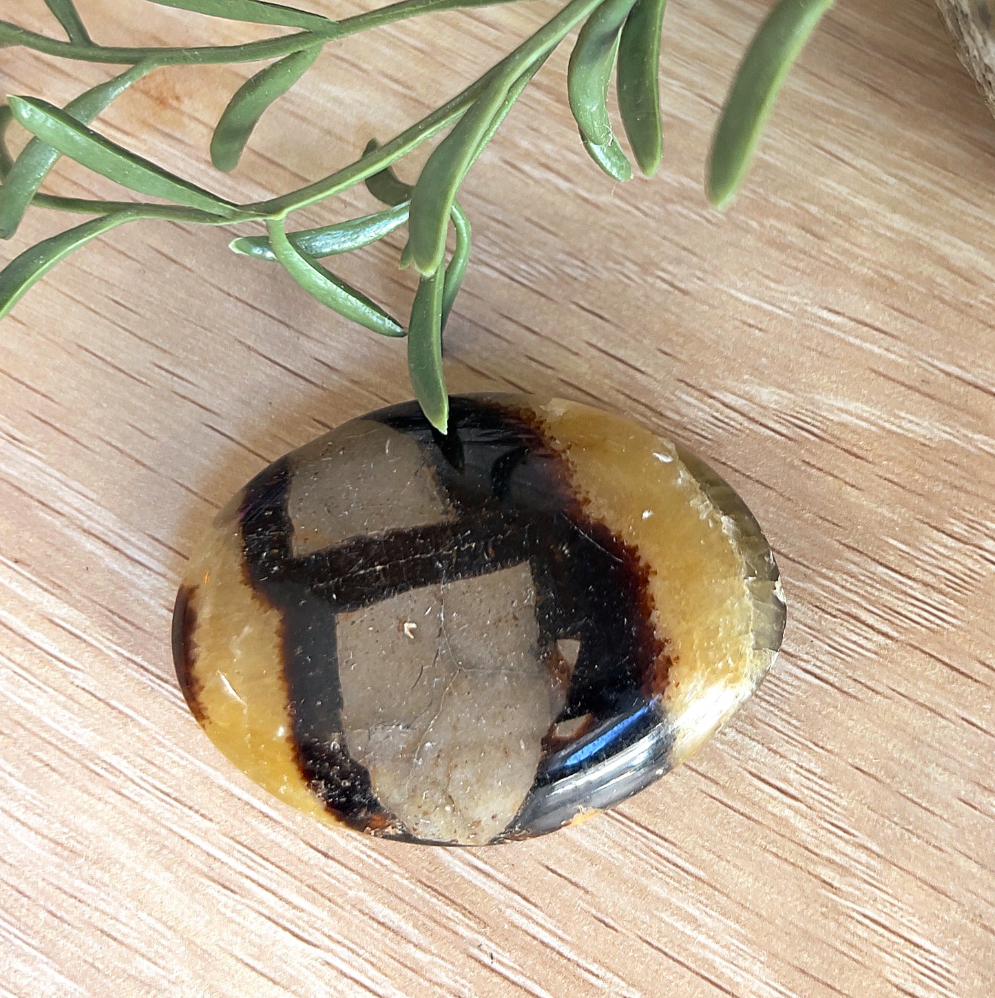 Septarian plam stone on wooden surface with green leaves.