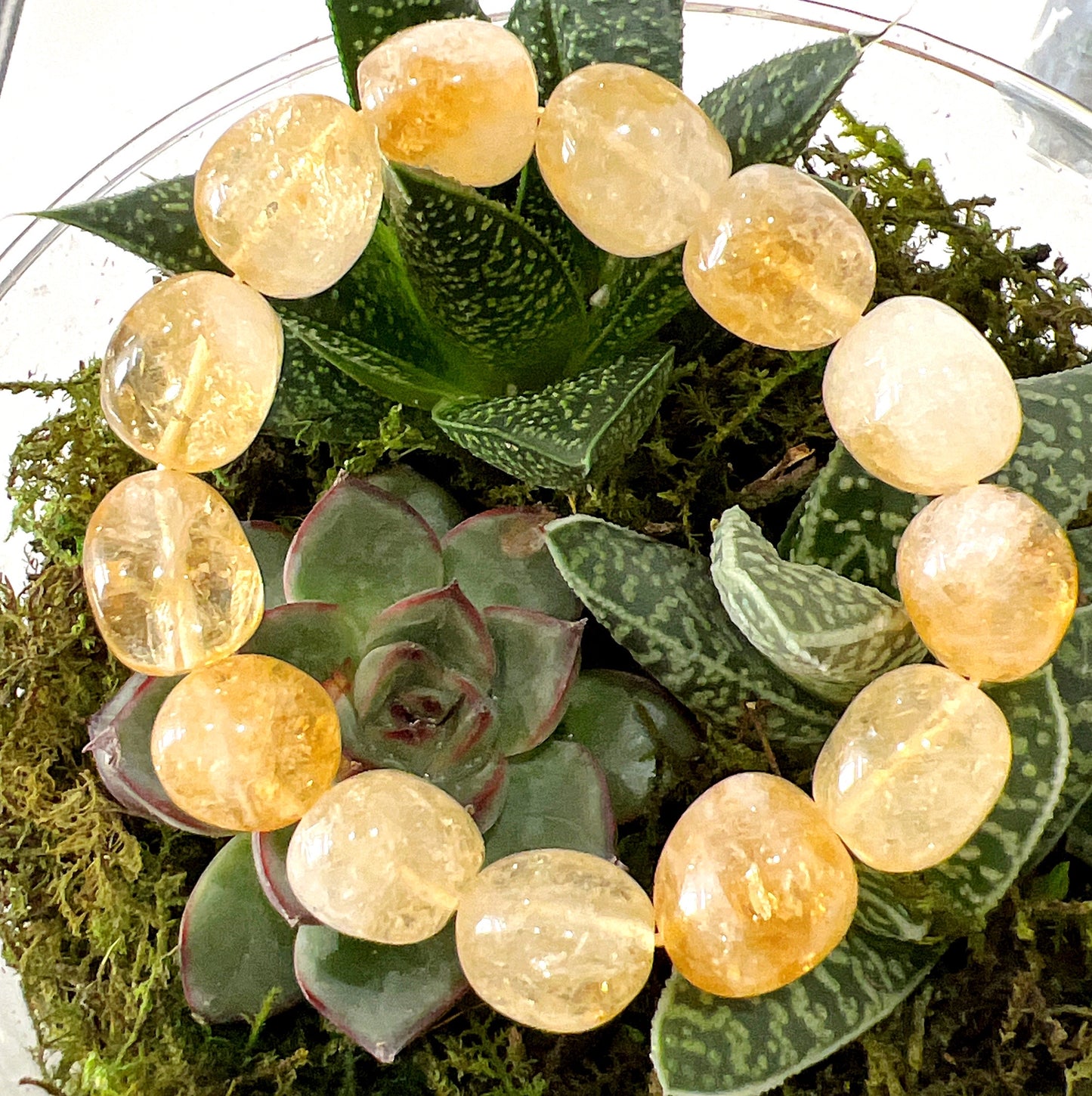 A Citrine tumble bracelet on a stretchy cord, displayed on green succulents with moss in the background, showcasing the warm, golden hues of the stones. | Simply Esoteric