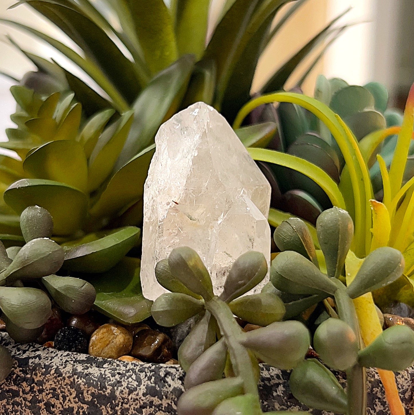 A raw Phantom Quartz point approximately 4cm tall, displayed amidst vibrant green succulents. The crystal is transparent with visible internal "phantom" inclusions, symbolizing layers of growth. Its natural, rugged texture reflects its organic origin, making it a visually striking piece for spiritual or decorative purposes. | Simply Esoteric