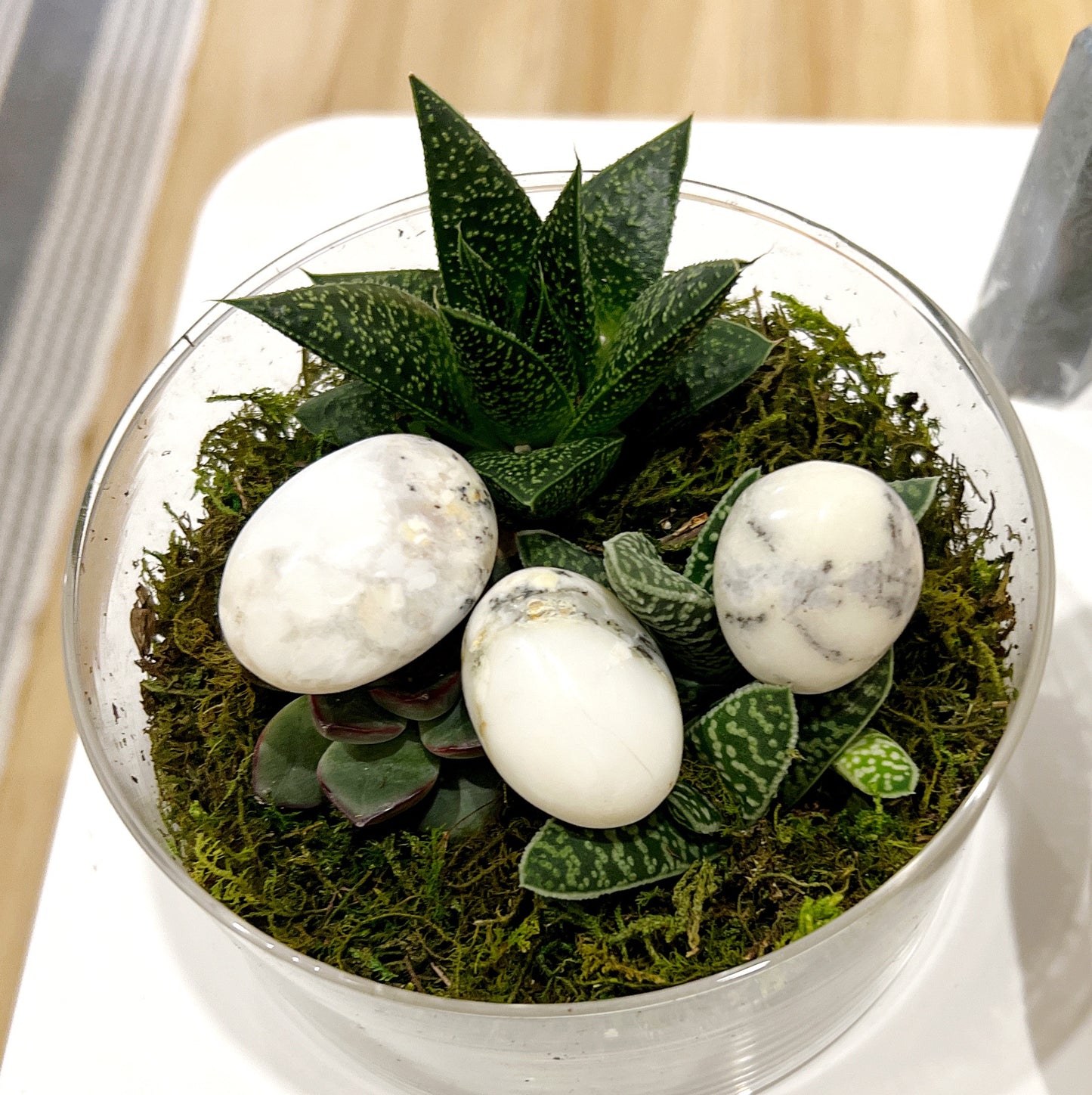 Three polished Dendritic Opal palm stones with intricate dendritic patterns, displayed on a bed of moss and surrounded by succulent plants. | Simply Esoteric