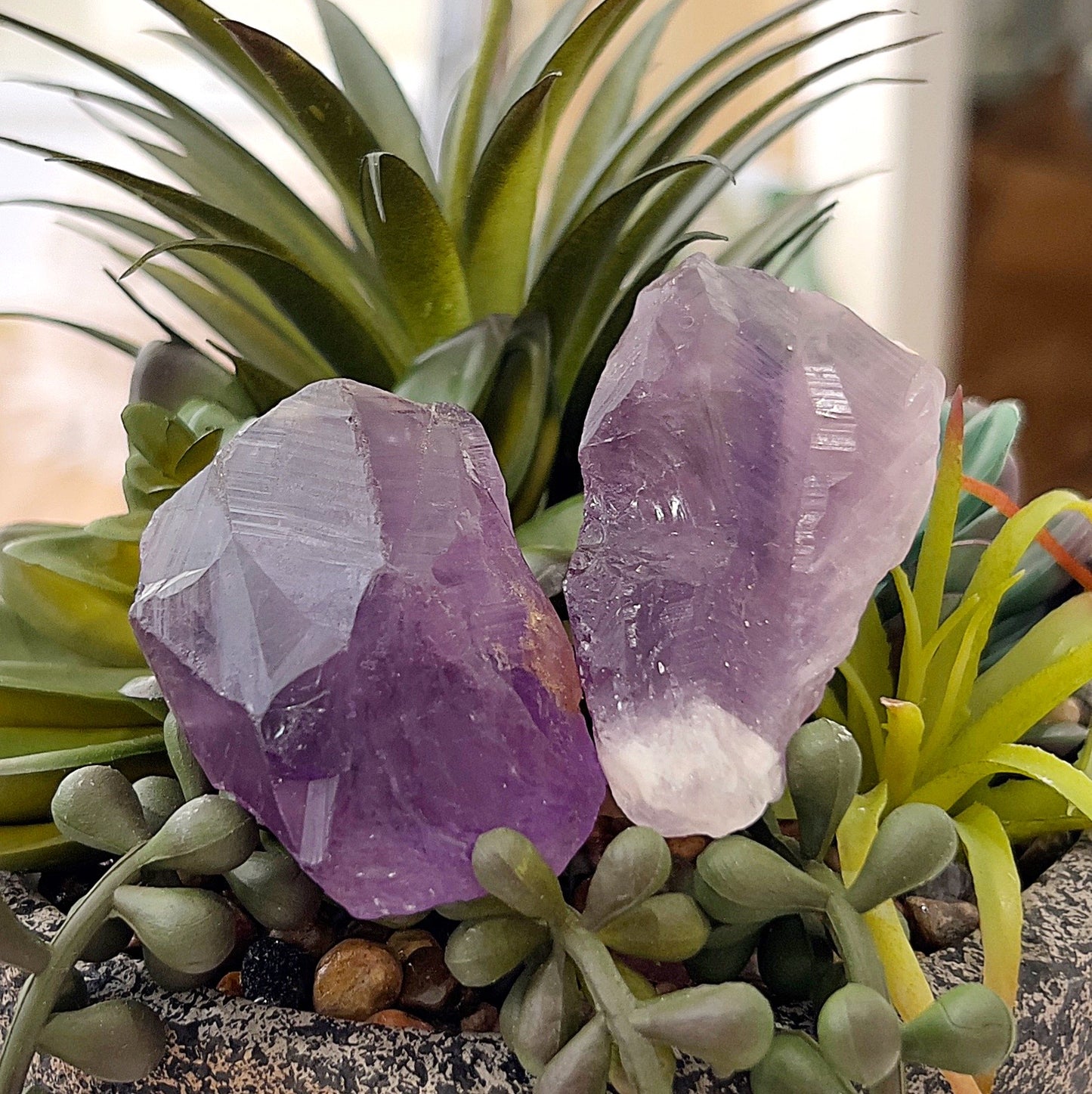 A close-up image of two raw Amethyst pieces placed in a decorative pot filled with vibrant green succulents. The Amethyst crystals feature a rich purple hue with natural, jagged formations, contrasting beautifully with the greenery. The arrangement creates a serene and earthy aesthetic. | Simply Esoteric