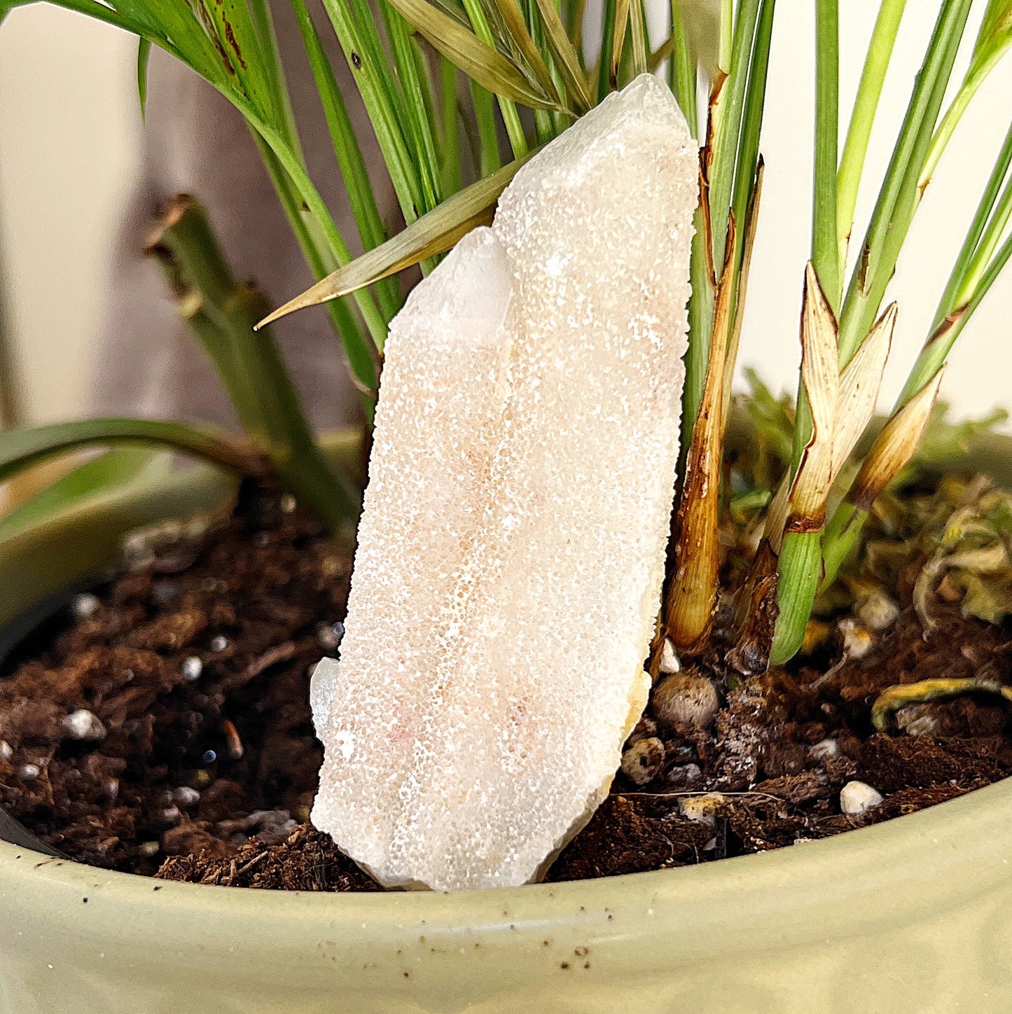 Fairy Quartz Soulmate Point measuring approximately 8cm, featuring delicate and shimmering crystals, set against a background with a glass pot containing a succulent plant. | Simply Esoteric