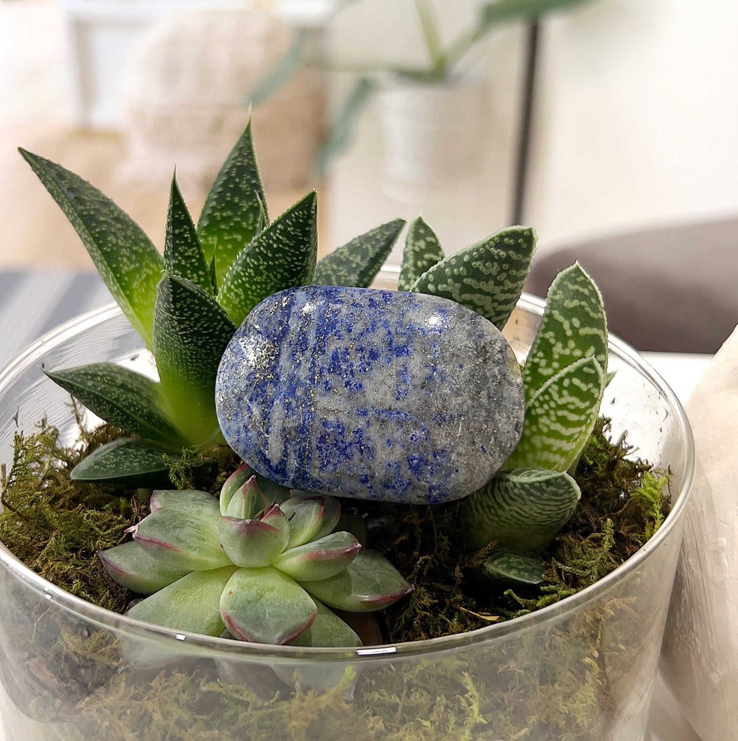 A Lapis Lazuli palmstone resting on a bed of green succulents and moss, showcasing its rich royal blue color with gold pyrite inclusions. The stone is approximately 5-6 cm in size and emits an aura of wisdom and truth. | Simply Esoteric