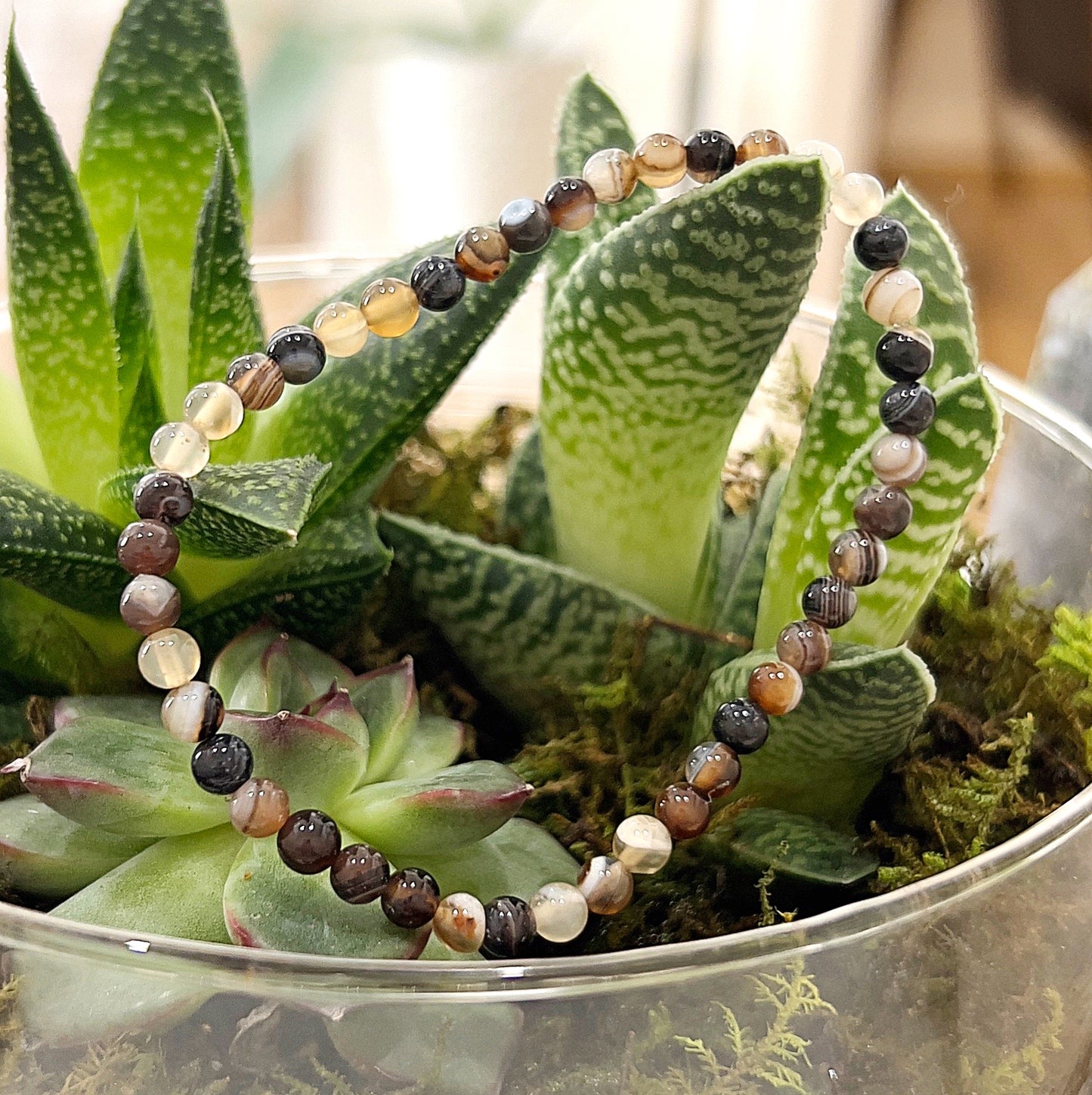 A Brown Agate Crystal Bead Bracelet featuring polished 6mm beads in earthy tones of brown, cream, and black with unique banding. The bracelet is displayed on a bed of green succulents and moss, highlighting its natural beauty and calming energy. The bracelet is approximately 18cm in length and strung on a stretchy cord. | Simply Esoteric