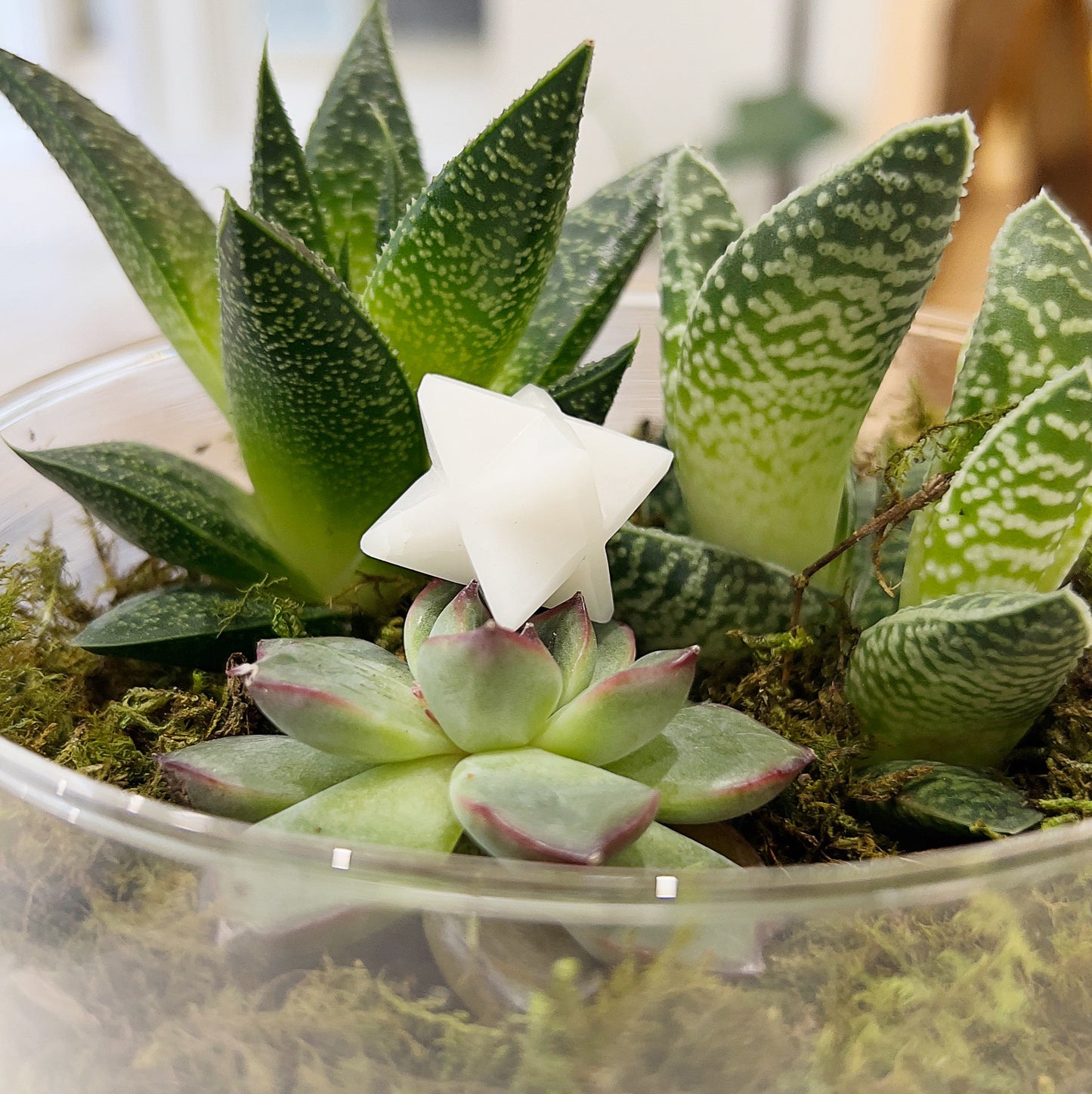 Snow Quartz Merkaba Star, approximately 2.5cm in size, placed among lush green succulent plants in a decorative arrangement. | Simply Esoteric
