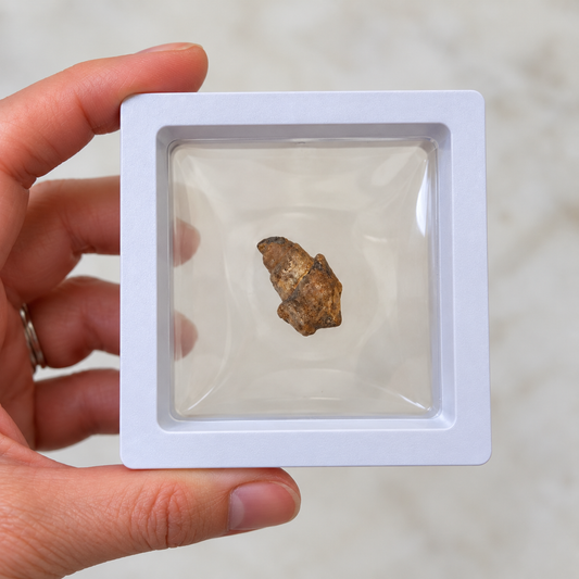 Natural fossilised agate shell specimen in white floating display case Australia