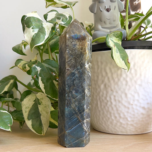 Polished labradorite tower (15 cm) with blue iridescent flash standing on a wooden surface beside variegated plant leaves and a white pot.