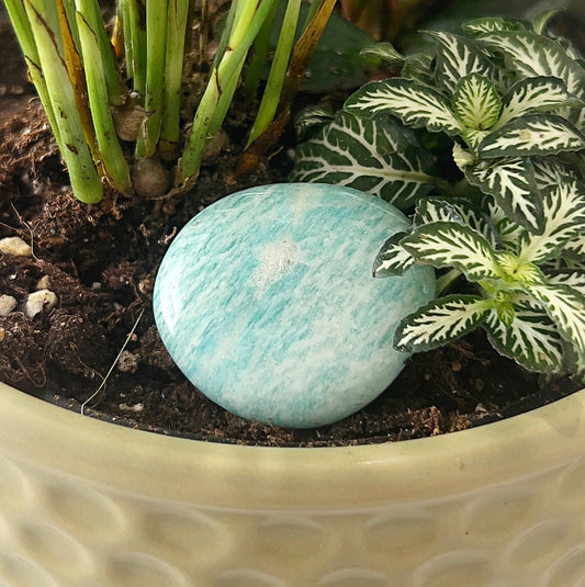 A smooth, flat Amazonite palm stone with soothing green and blue hues, measuring approximately 4cm, nestled among vibrant green foliage in a plant pot. The stone’s tranquil colors resemble calming waters, enhancing its serene, peaceful energy. | Simply Esoteric