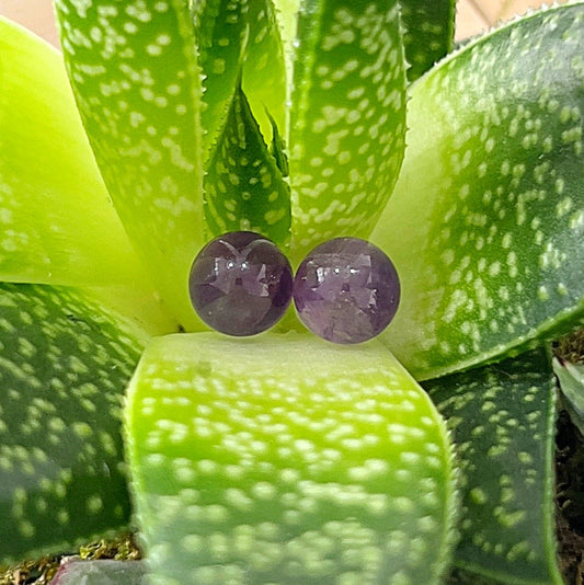 A close-up image of a pair of Amethyst Sterling Silver Stud Earrings placed on a green succulent plant. The round, faceted amethyst gemstones are set in sterling silver, displaying a rich purple hue that contrasts beautifully with the green leaves of the plant. The earrings are approximately 6mm in diameter. | Simply Esoteric