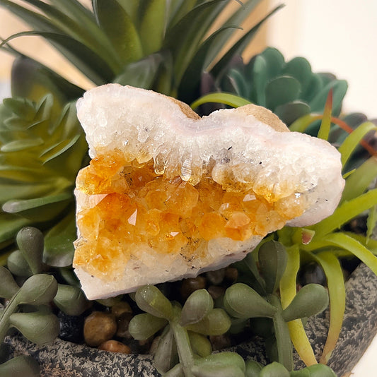 A close-up of a vibrant citrine crystal cluster measuring approximately 6cm. The cluster features golden-yellow crystals with a sparkling, radiant appearance. It is displayed against a backdrop of green succulents, highlighting the natural beauty and warmth of the stone. | Simply Esoteric