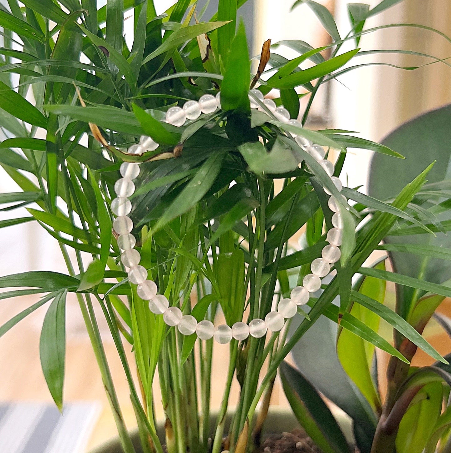 A rose quartz bead bracelet made with 4mm round beads, strung on a stretchy cord, displayed draped over green plant leaves. The light pink beads contrast gently with the lush green leaves, highlighting the bracelet's soft, calming energy. | Simply Esoteric