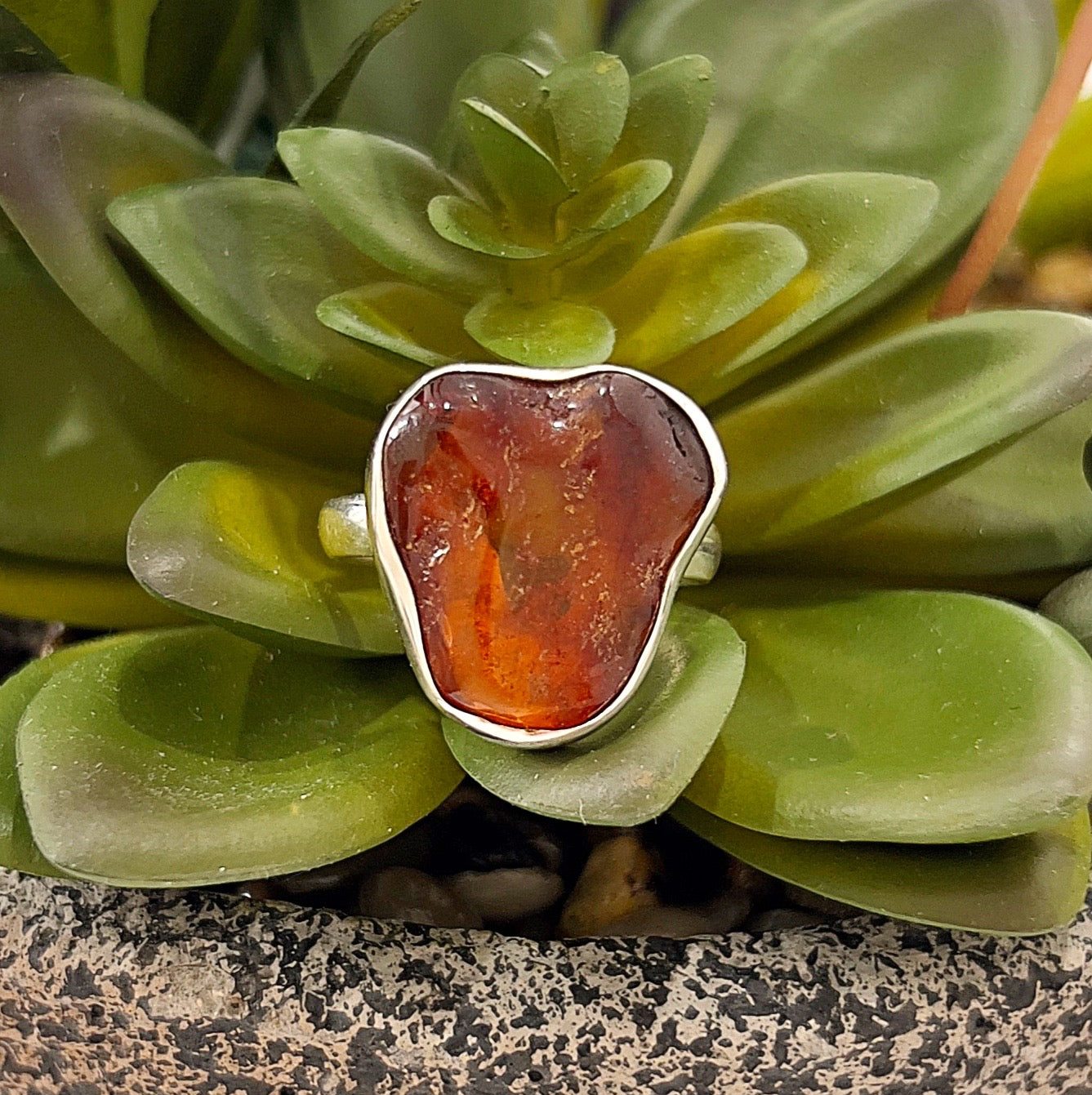 A sterling silver ring featuring a raw, organically shaped amber stone with warm golden-orange hues, set in a smooth bezel setting. The ring is displayed on a lush green succulent, highlighting its natural elegance and earthy tones. Perfect for size 9 wearers. | Simply Esoteric