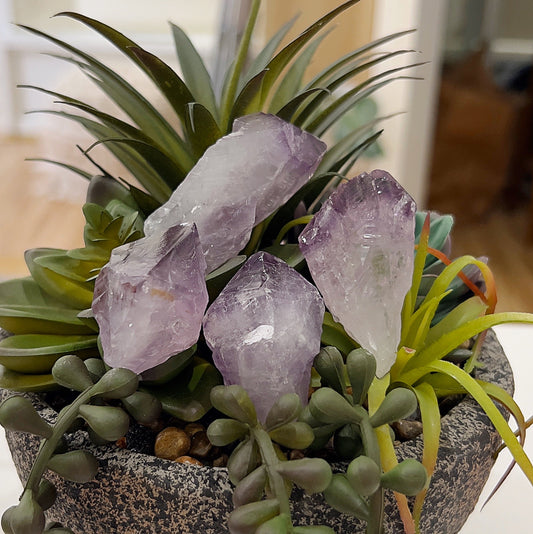 A collection of natural Amethyst crystal points, each measuring approximately 4-5cm, displayed among vibrant green succulent plants. The crystals feature varying shades of lavender to deep purple with natural textures and formations, creating a serene and calming aesthetic. Perfect for meditation, energy work, or as decorative elements. | Simpy Esoteric