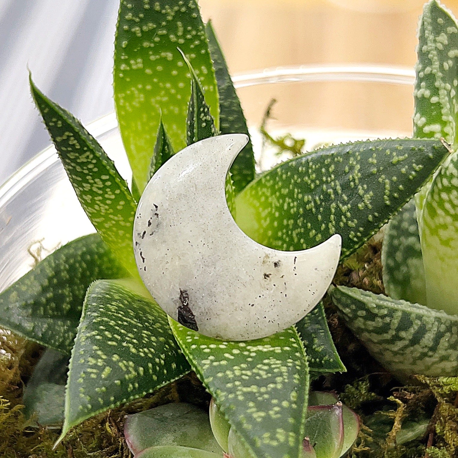 A small crescent moon-shaped moonstone crystal, approximately 3cm in size, with a soft white color and subtle flashes of iridescent blue and grey, resting on a bed of green succulent plants. | Simply Esoteric