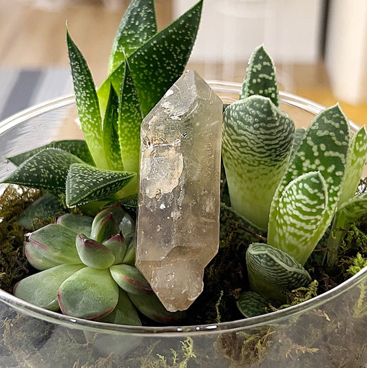 A Smokey Quartz natural double terminated point crystal, approximately 7 cm in length, with a translucent smokey gray color and natural inclusions, is displayed vertically among green succulents. The crystal has two pointed ends and is surrounded by moss, creating a natural and earthy aesthetic. | Simply Esoteric