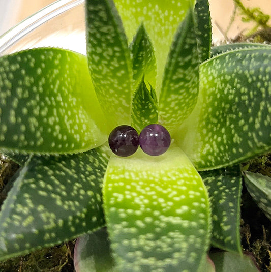 A pair of fluorite sterling silver stud earrings featuring polished round beads, displayed against a vibrant green succulent plant. The fluorite beads exhibit a mix of deep purple hues, highlighting their natural beauty and elegance. | Simply Esoteric