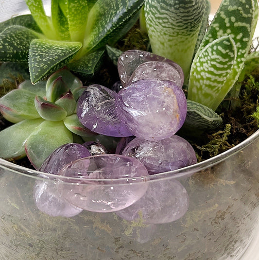 A small glass container filled with vibrant Ametrine tumbled stones. The stones exhibit a beautiful blend of purple and golden hues, nestled amongst green succulent plants and moss. The intricate patterns and polished surfaces of the stones catch the light, highlighting their unique colour combination. | Simply Esoteric