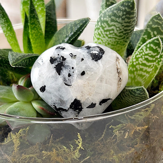 A heart-shaped moonstone crystal with black tourmaline inclusions, approximately 4.5cm in size, displayed among green succulent plants in a glass container. | Simply Esoteric