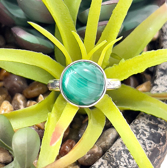 A vibrant malachite sterling silver ring, size 8, featuring a round bezel-set malachite gemstone with its signature green swirling patterns. The ring is elegantly displayed on a natural green succulent plant with a stone-filled background, highlighting its intricate details and natural beauty. | Simply Esoteric